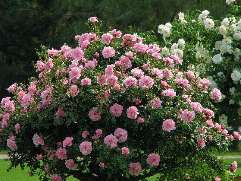Как выглядит парковая роза фото и описание