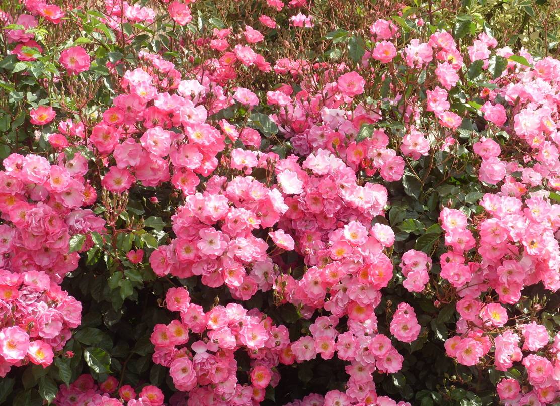 Почвопокровные розы названия с фото