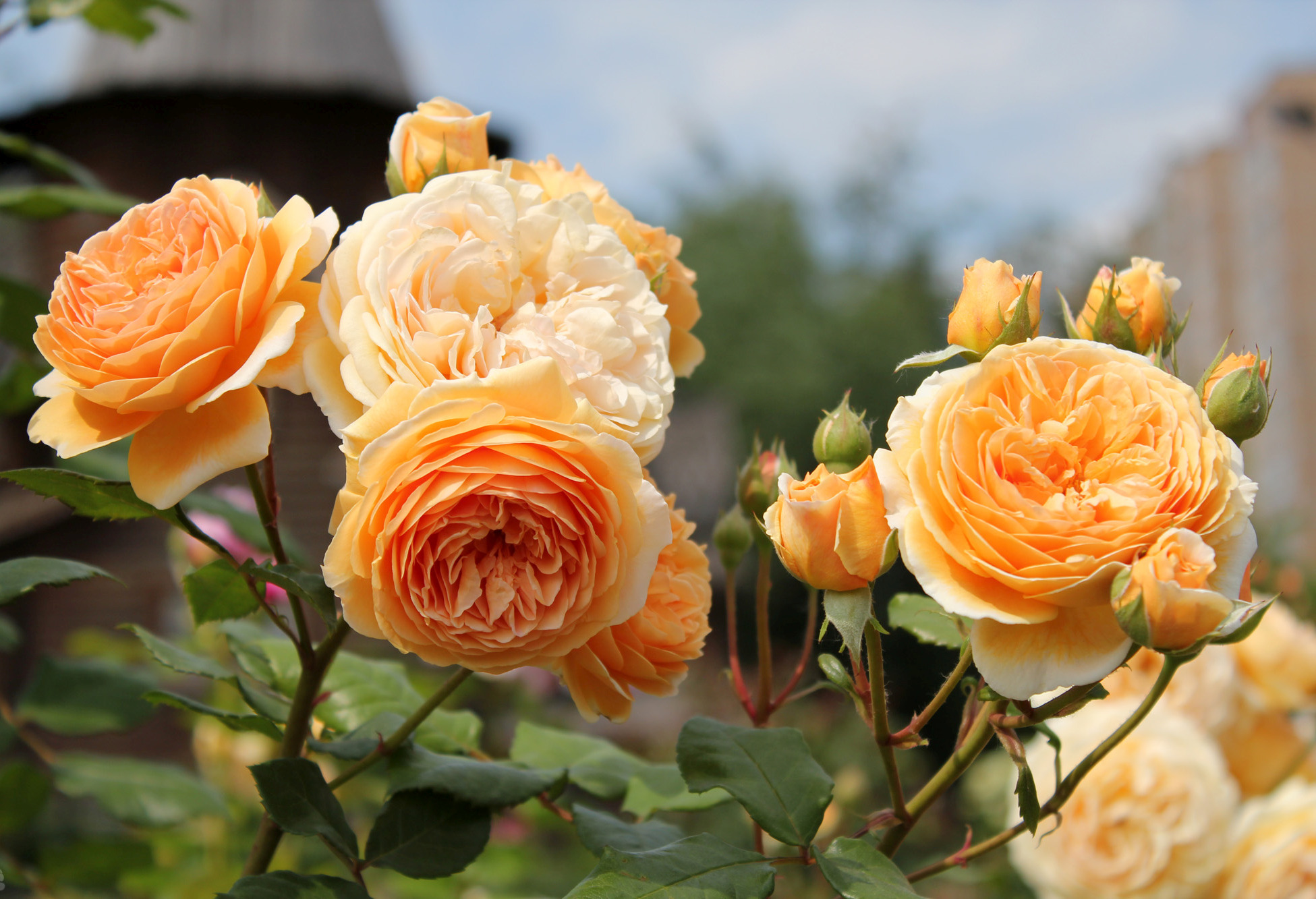 Пионовидная роза название и фото