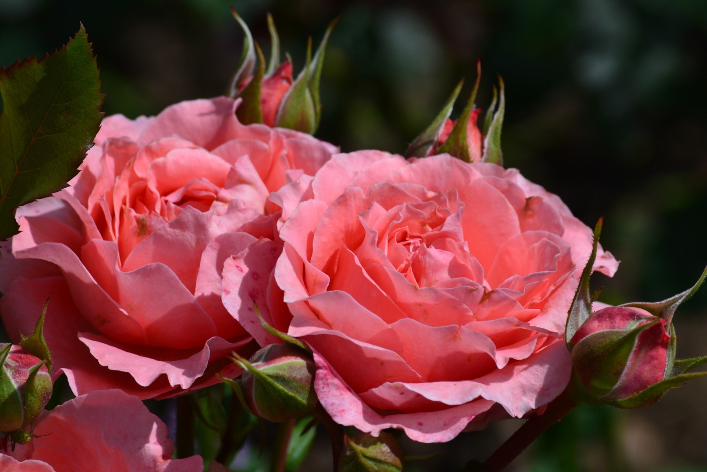 сорта японских роз с фото и названиями
