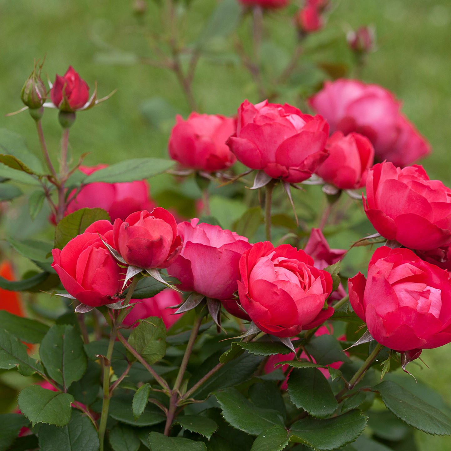 Непрерывноцветущие и зимостойкие розы фото сорта
