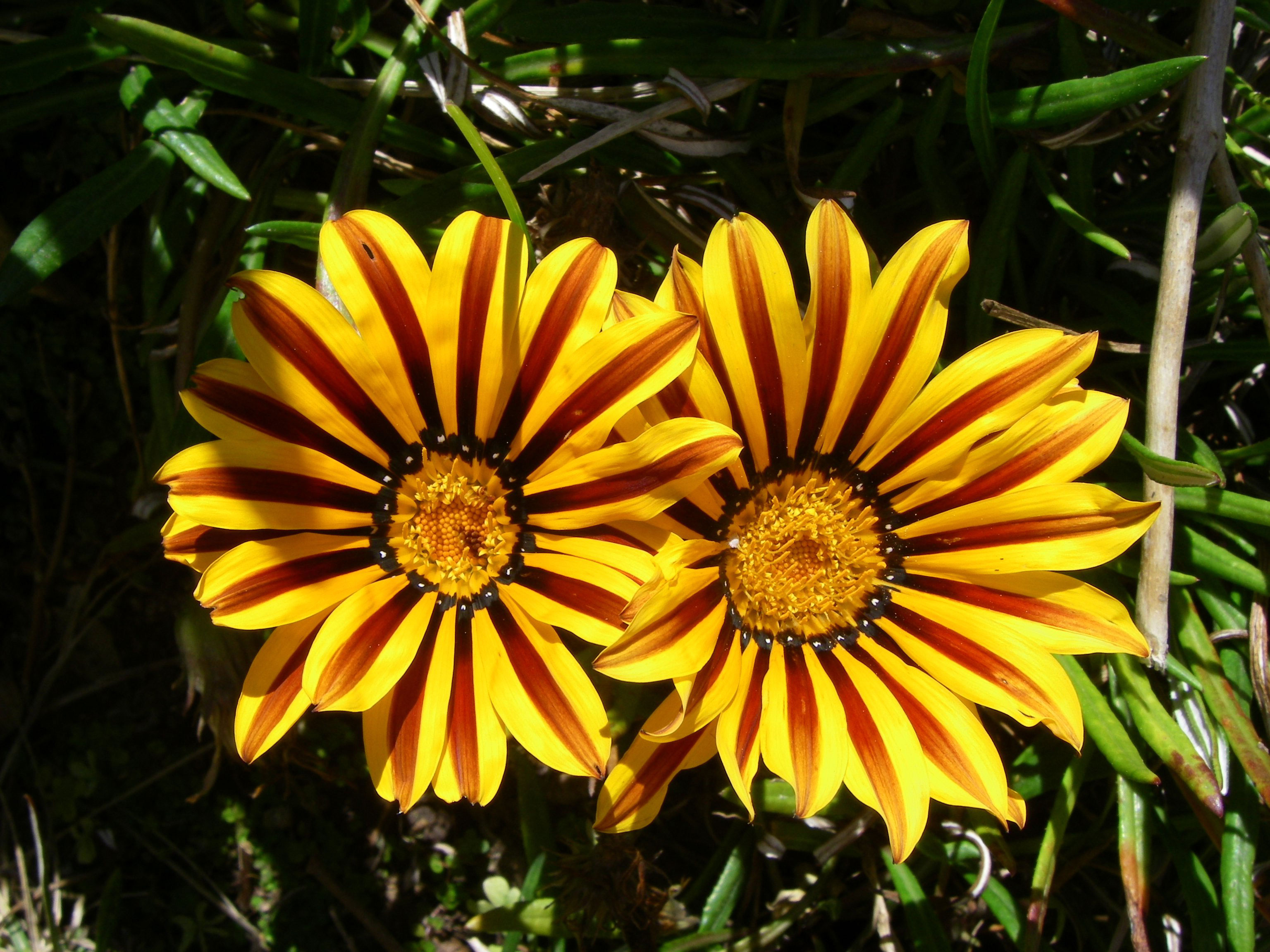 Цветы похожие на подсолнух но маленькие название и фото