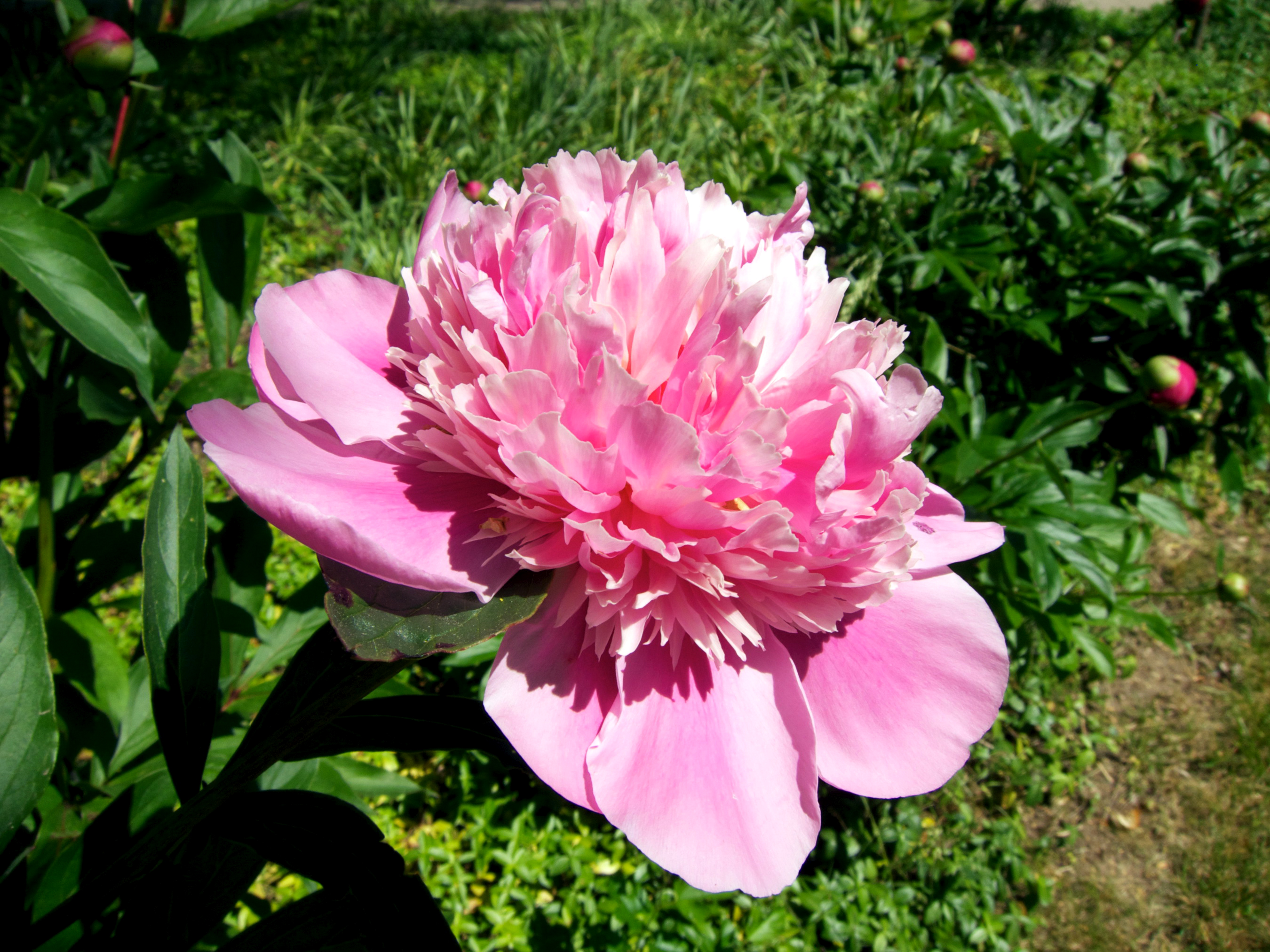 Фото цветок пиона крупным