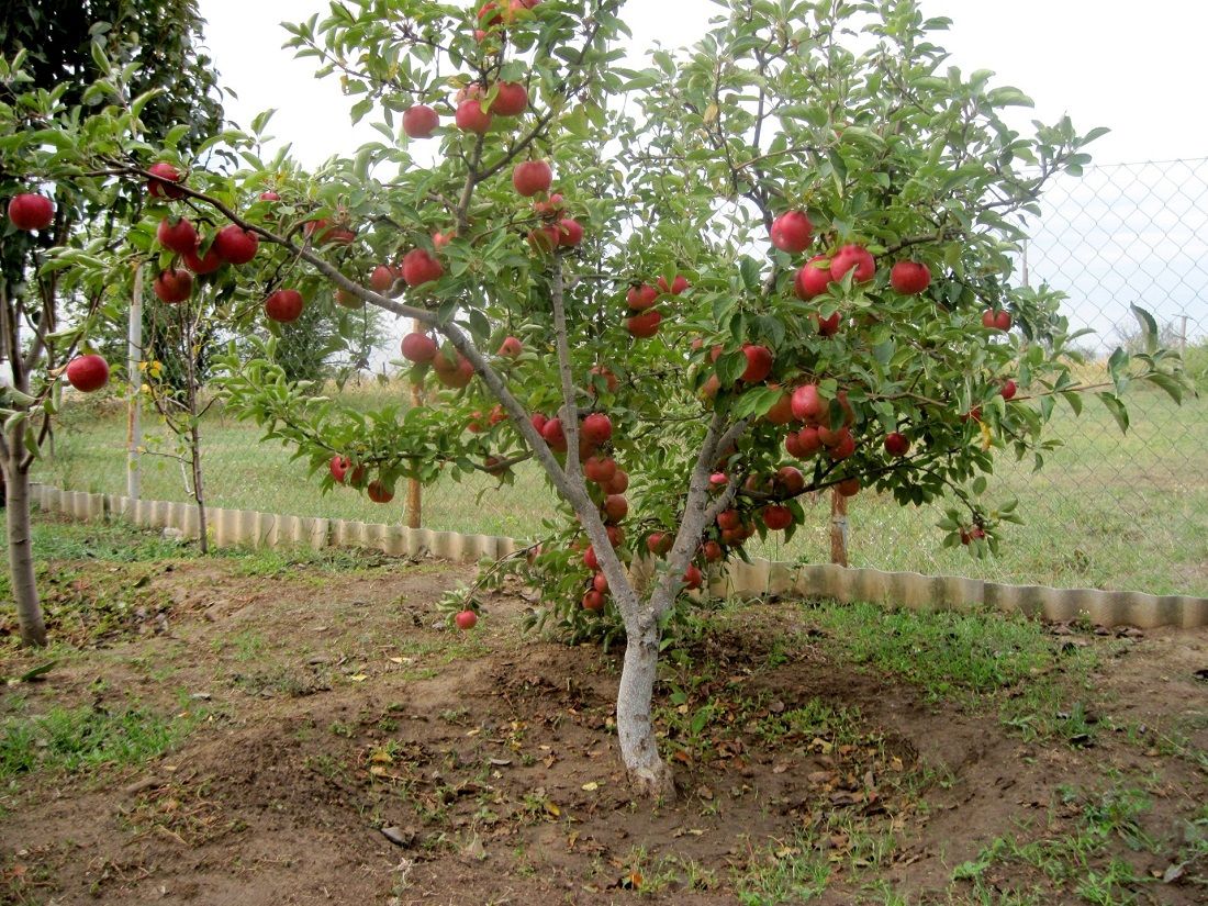 яблоки спартак фото