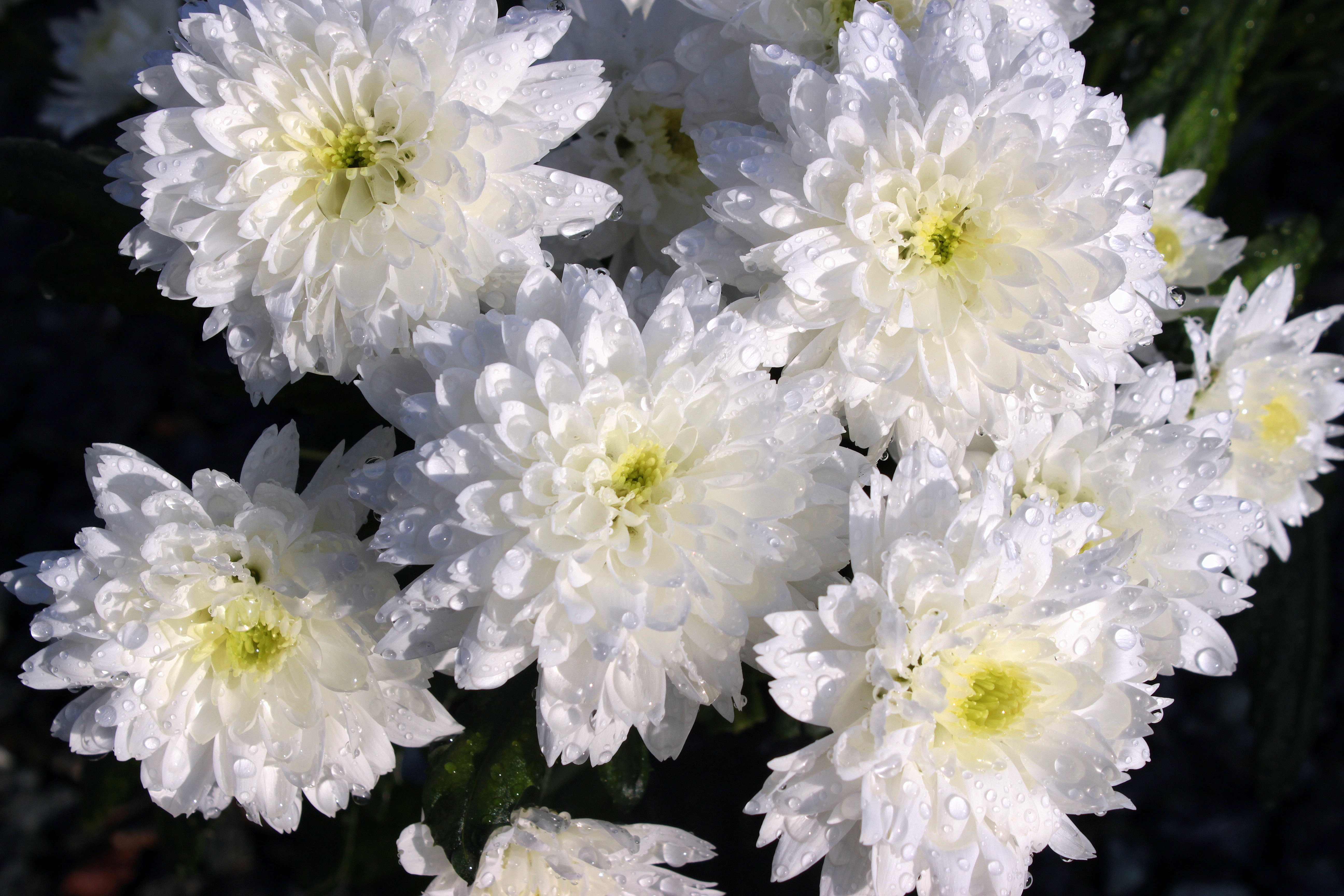 фото красивых цветов хризантемы