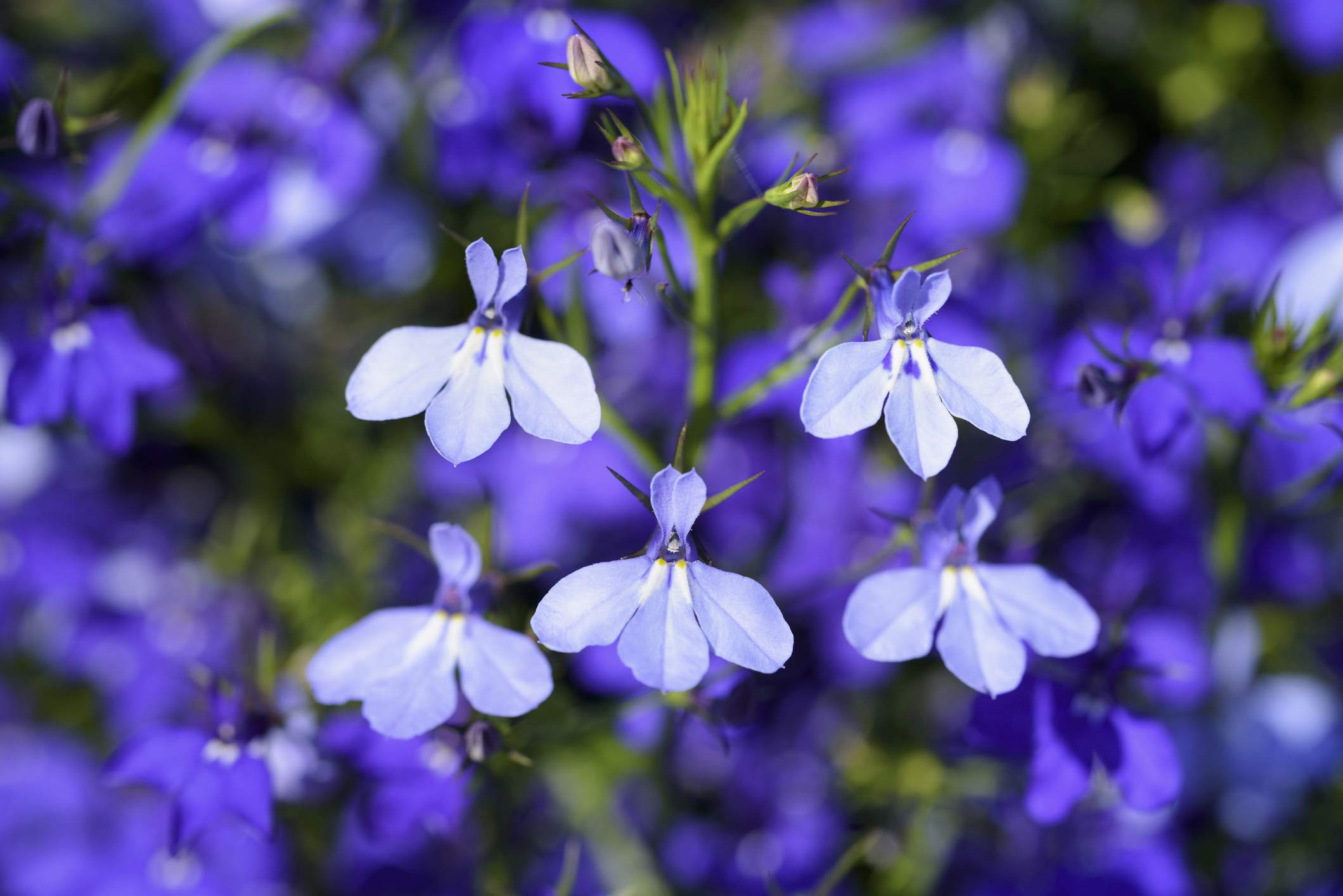 Lobelia erinus – лобелия эринус