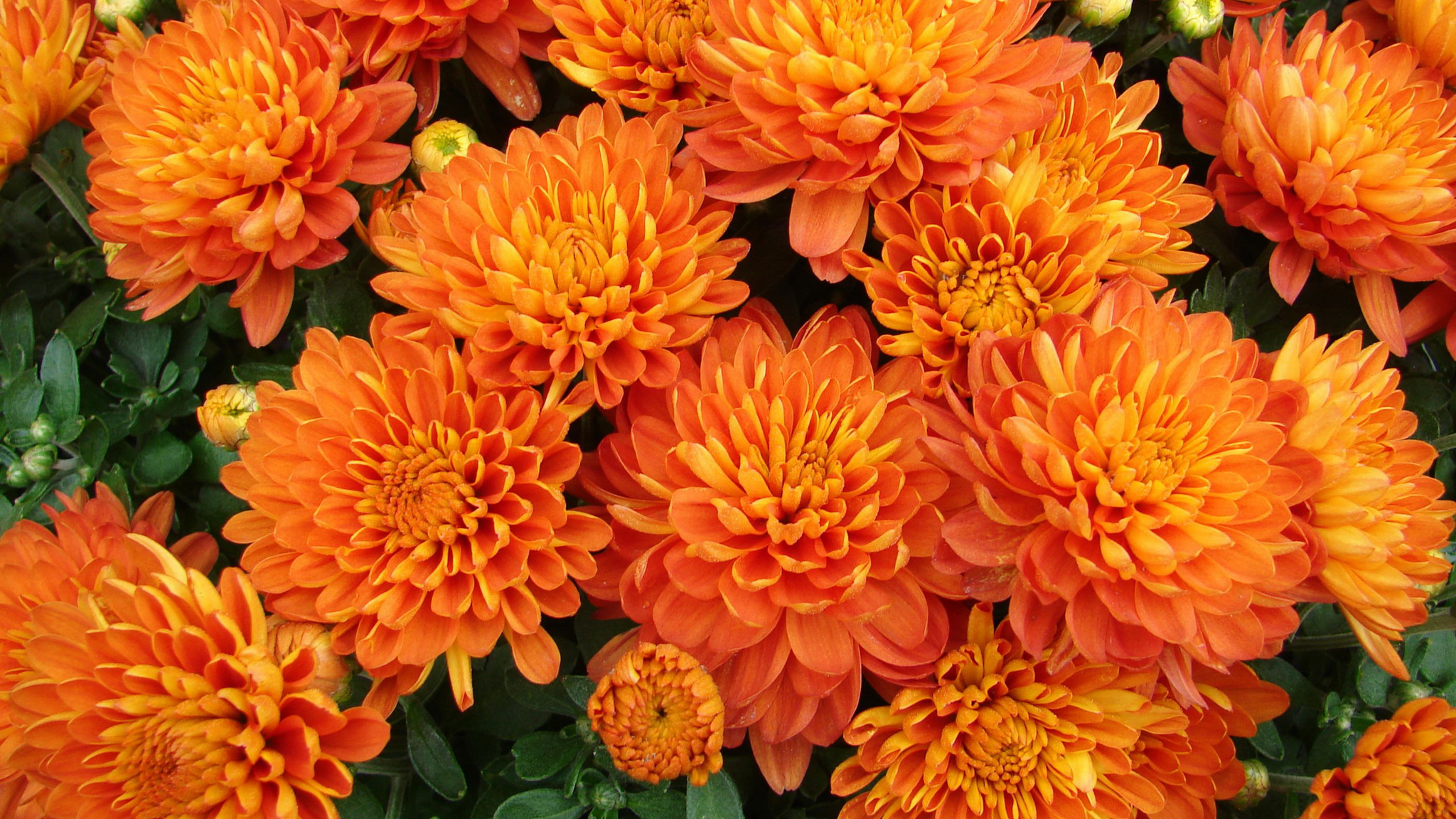Осенние Оранжевые Цветы