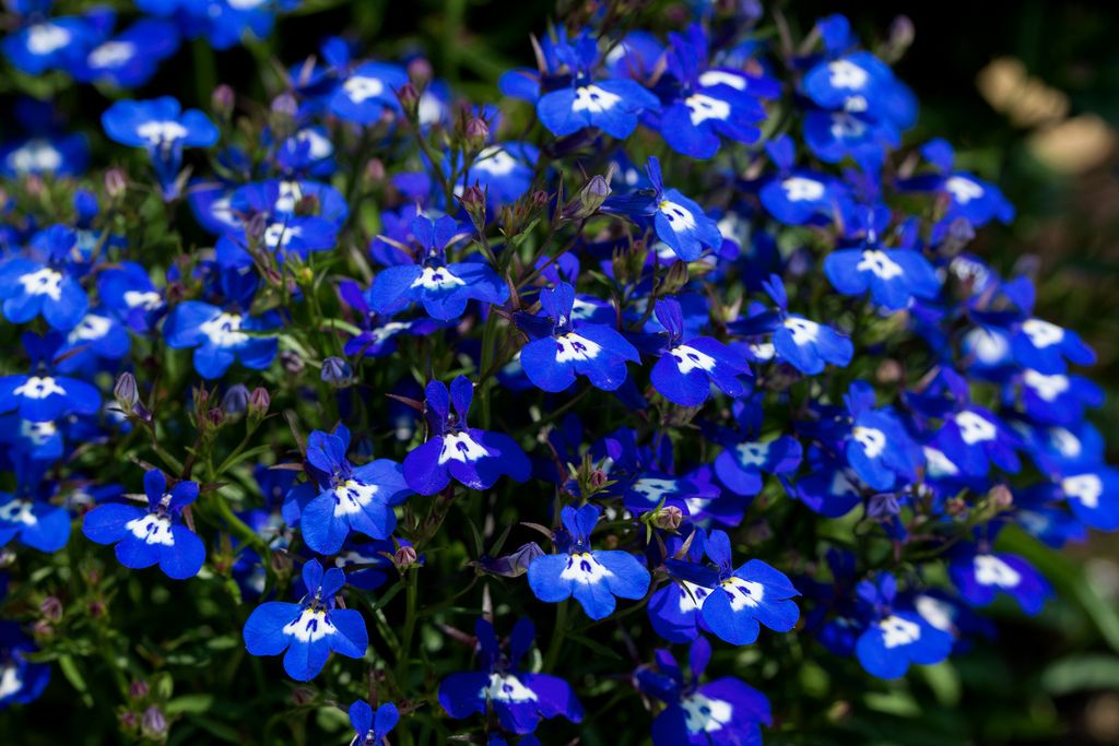 Синенькие цветочки однолетки название и фото