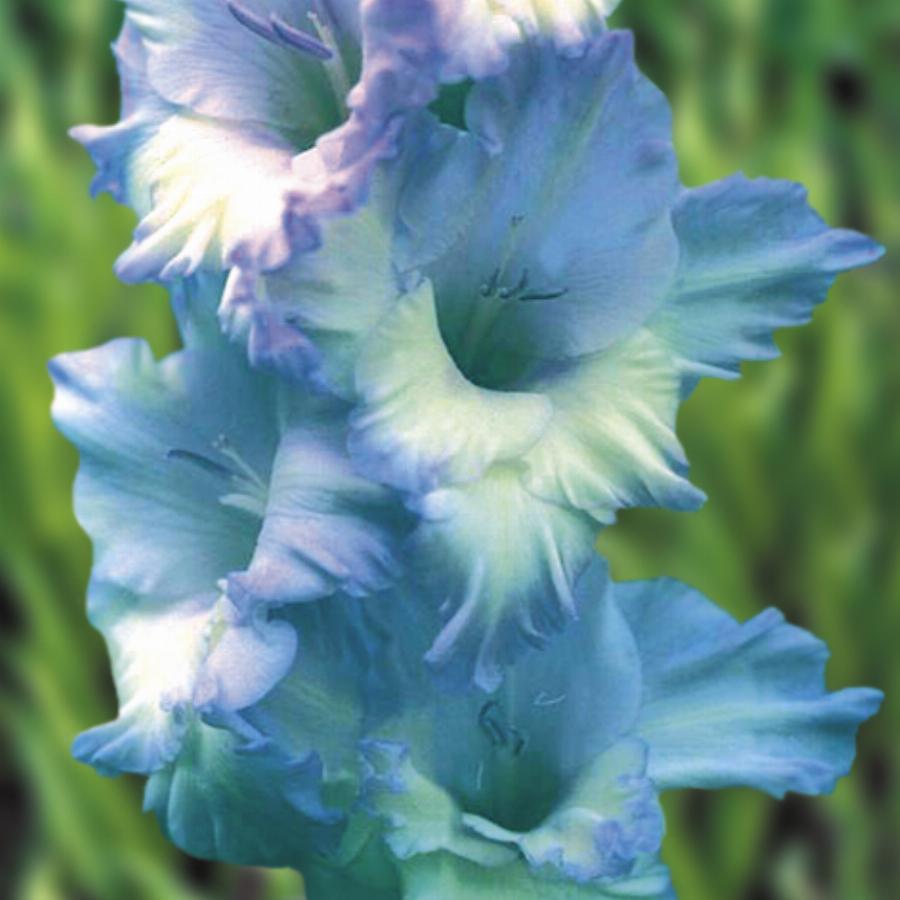 Гладиолус голубой топаз фото и описание сорта