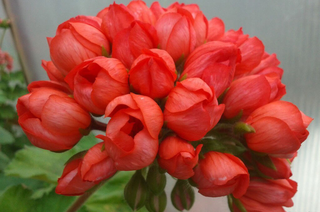 Тюльпановидная пеларгония фото сорта и названиями