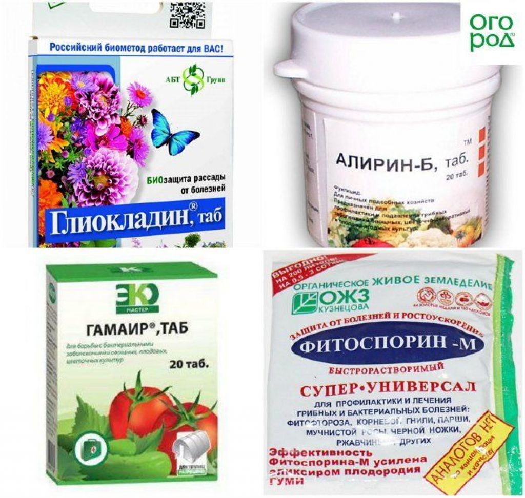 Фунгицидные препараты для комнатных растений названия и фото