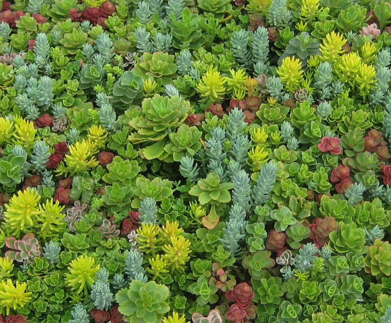 Виды почвопокровных растений фото с названиями и описанием