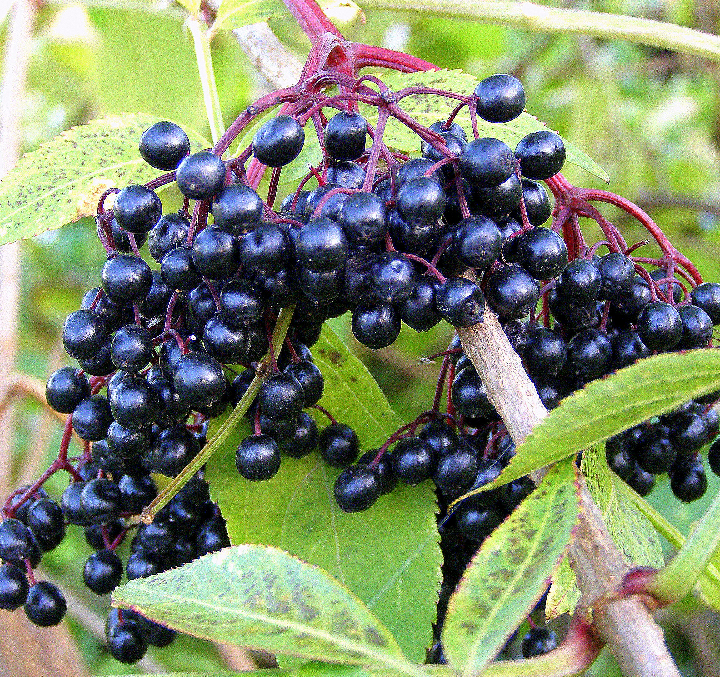 Дерево с черными ягодами фото и названия съедобные