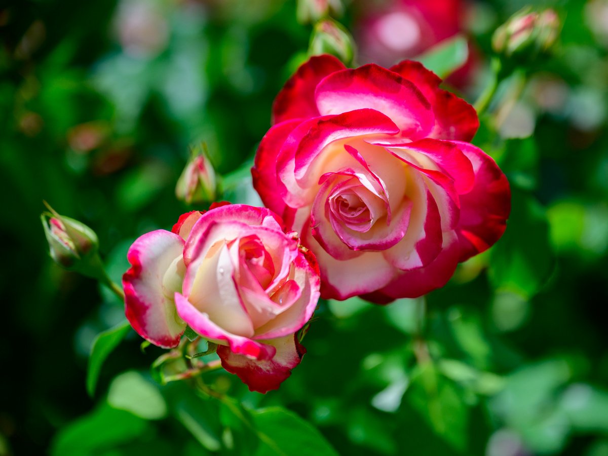 Розы на Кубани фото и названия