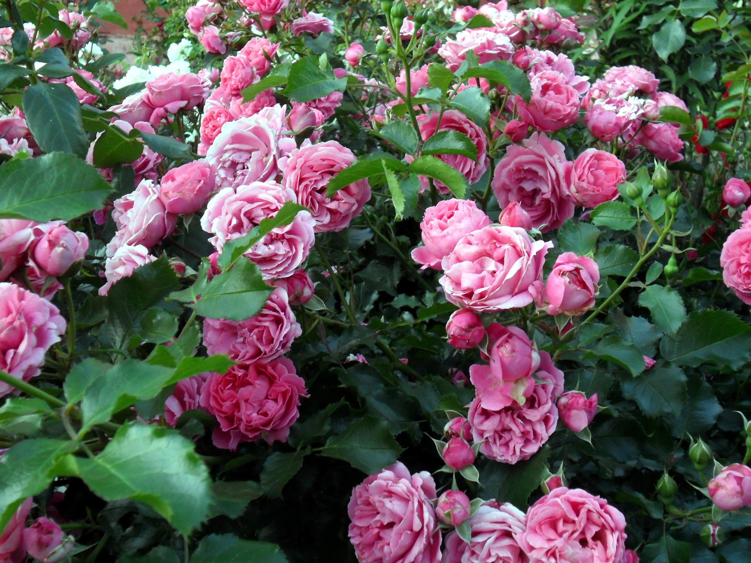 Ароматные Розы Сорта