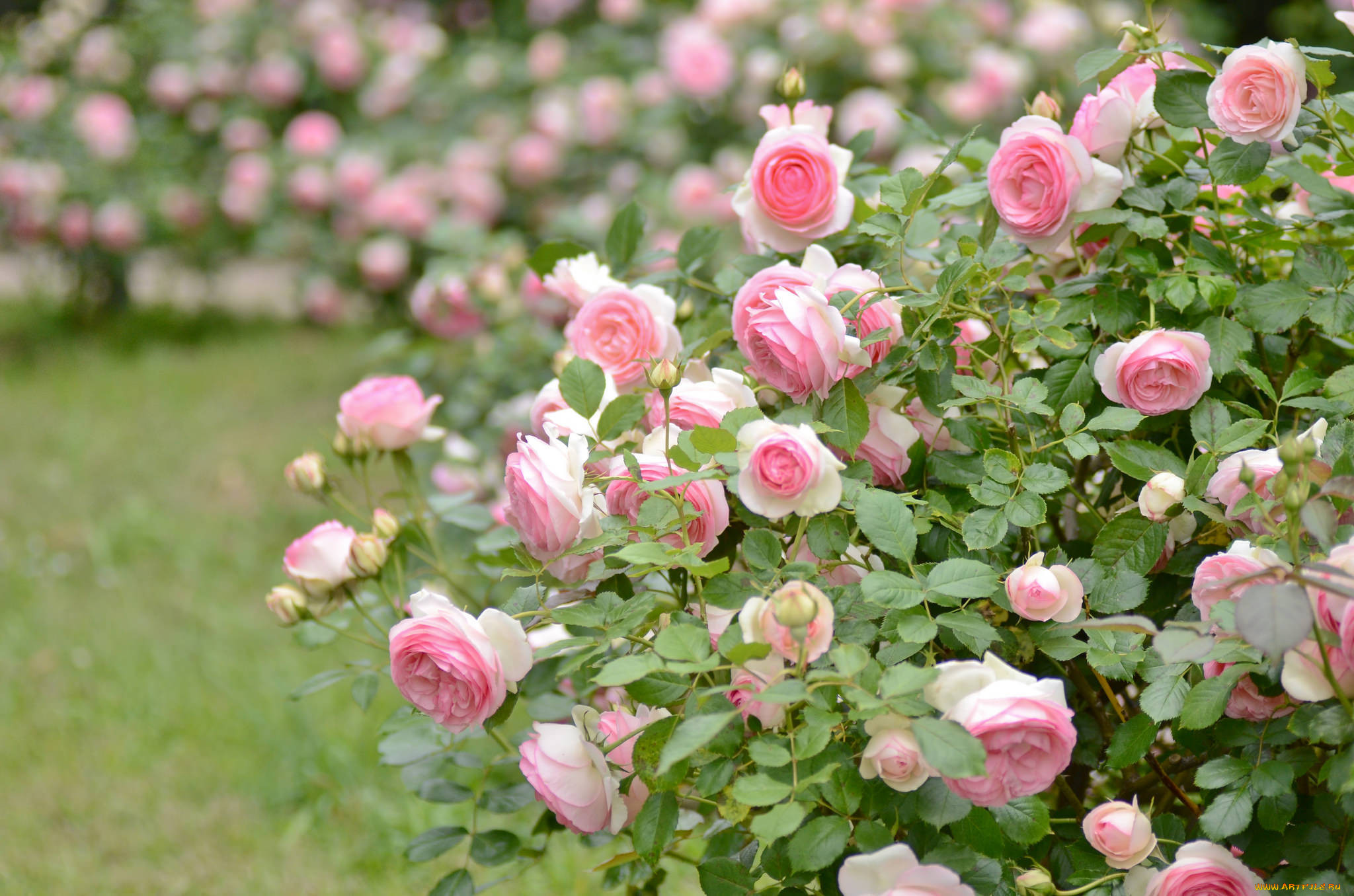 Сорта кустовых роз для подмосковья с фото и названиями
