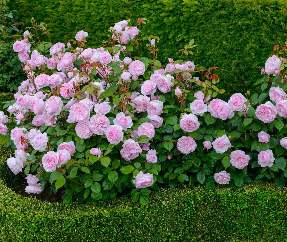 Роза Многолетнее Растение