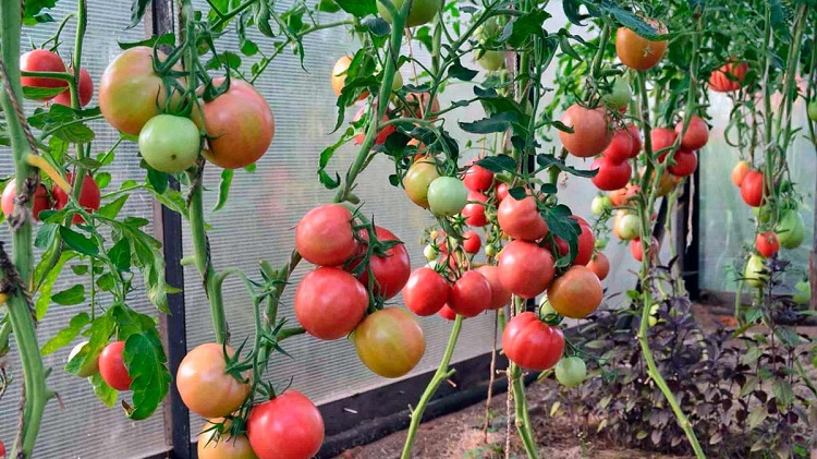 Высокорослые помидоры: высокоурожайные сорта, выращивание томатов воткрытом грунте, можно ли ограничить рост