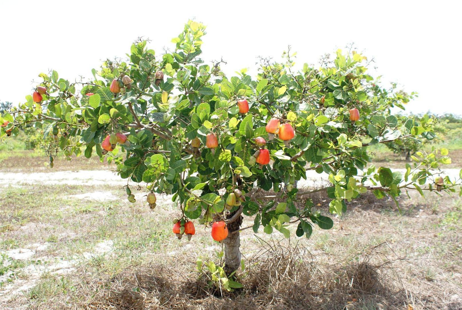 Низкорослые плодовые деревья для сада фото и названия