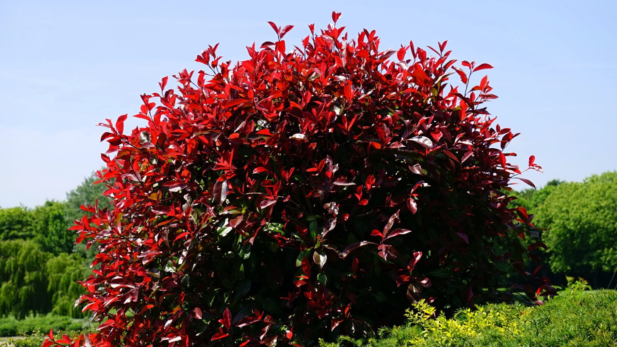 Дерево с бордовыми цветами название фото
