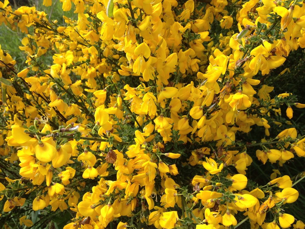 Желтый цветущий кустарник фото с названиями