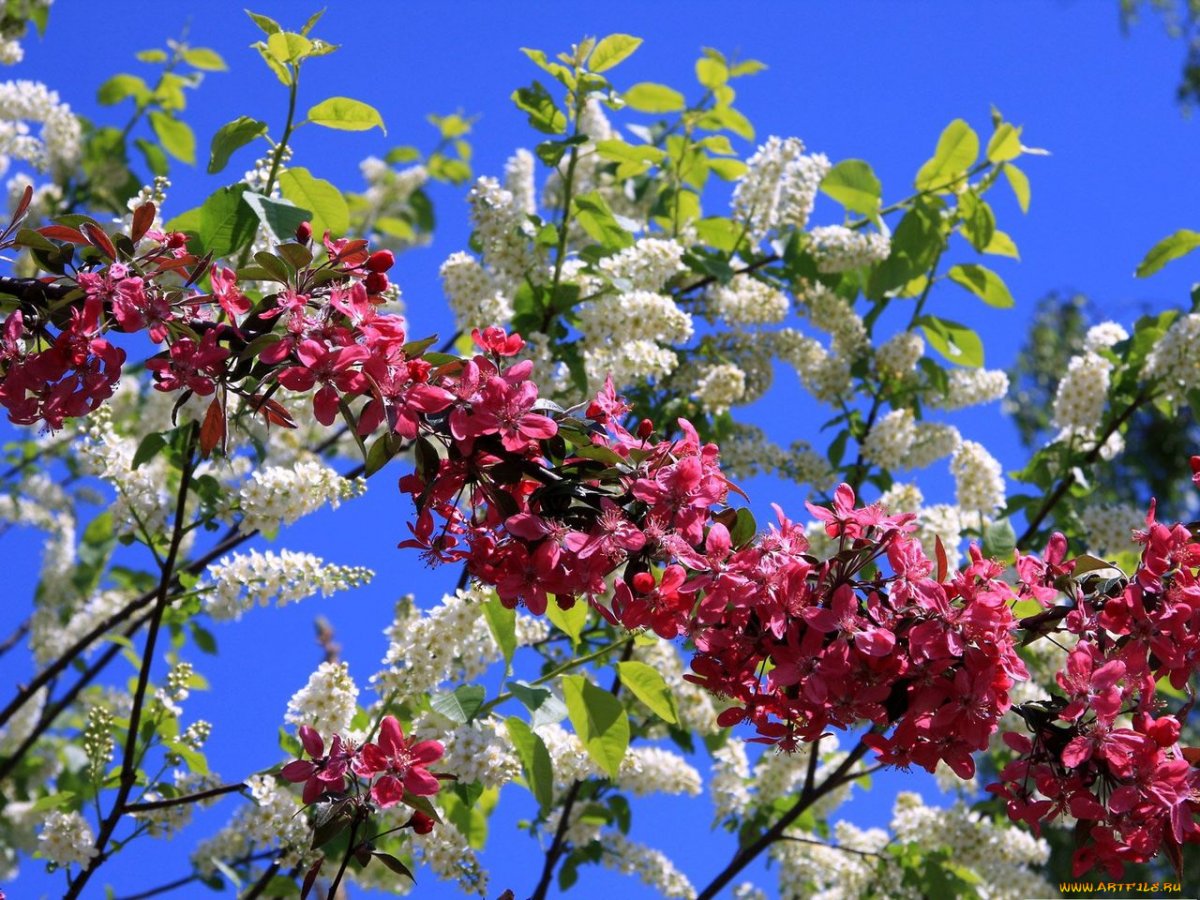 Раннецветущие кустарники весной названия и фото