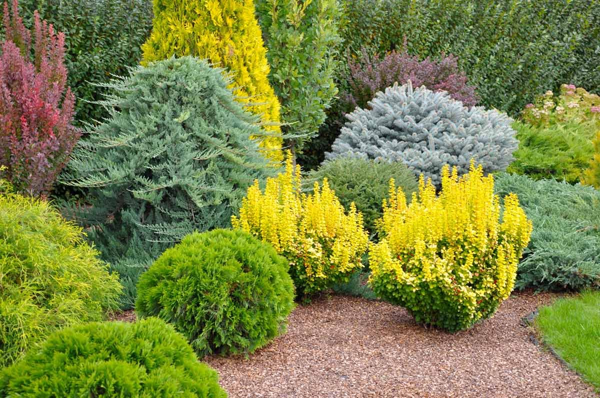 Желтые кустарники фото с названиями в саду