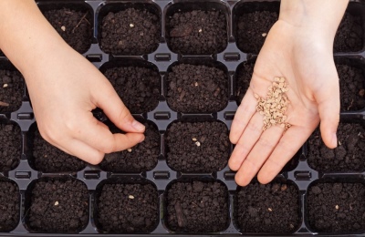 Как посадить и вырастить герань из семян?