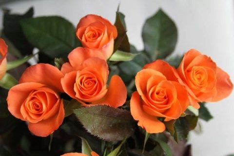 Оранжевые розы: сорта с описанием и их агротехника