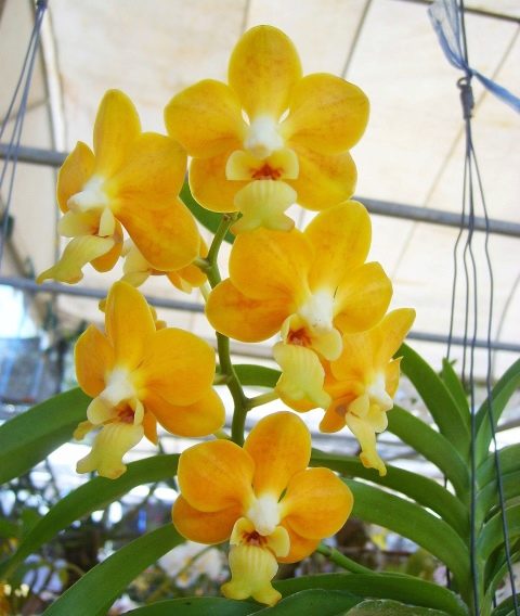 Желтые орхидеи (38 фото) - виды и сорта с названиями. Как выращивать фаленопсис в горшке?