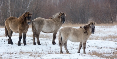 Якутская лошадь (29 фото): характеристика и виды породы. Что означает «сахаата»? Тонкости содержания летом и зимой. Особенности диких, северных лошадей