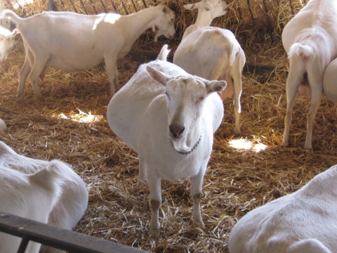Запуск козы перед окотом: как правильно запустить ее зимой? Как кормить козу?За скол��ко месяцев бросать ее доить?