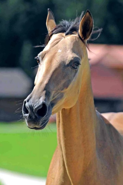 Породы лошадей (51 фото): виды коней с описанием, обзор цыганских,исландских и вятских лошадей, породистые скаковые лошад�� с названиями