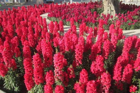 Красные садовые цветы (22 фото): высокие ромашки и сальвия на клумбах,многолетние и однолетние растения для дачи. Как разбить клумбу?