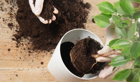 5 полезных добавок для комнатных растений для внесения в коммерческую почву