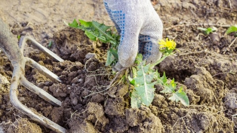 Как узнать кислотность почвы в саду по листьям смородины