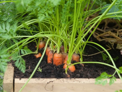 Что внести под морковь перед посадкой