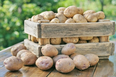 В чем хранить картошку в погребе и как сохранить урожай картофеля до весны без потерь