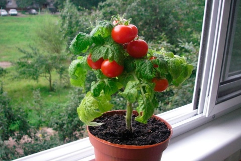 Выращивать помидоры на окне