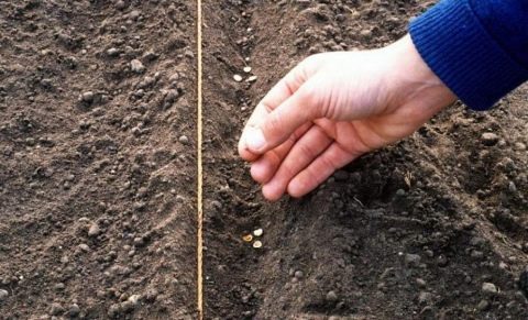 Сеять морковь весной и 12 экспертных правил когда и как сажать морковь весной 2023 в открытый грунт семенами для хорошего урожая