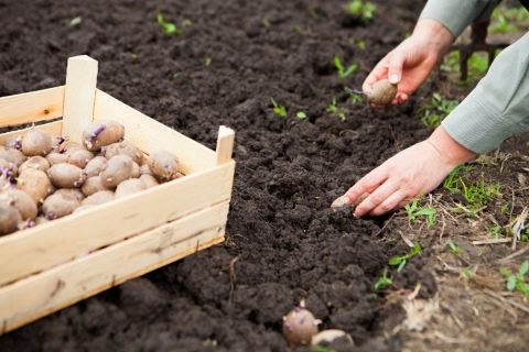Когда сажать картофель и особенности выращивания клубней под травой в качестве мульчи, преимущества и недостатки способа