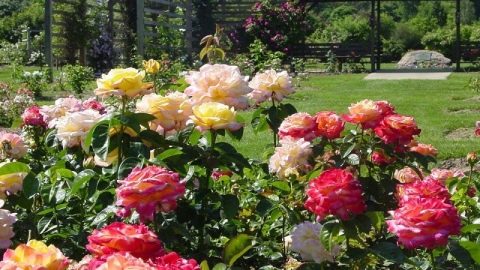 Розы возле дома на даче и 6 лучших идей и 97 красивых фото, которые вас вдохновят