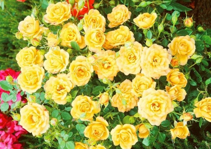 Сорта роз для подмосковья с фото и описанием