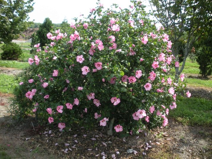 Роза Шарона снова цветет / The Rose of Sharon Has Bloomed 2017.