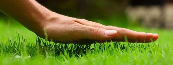 Как правильно сделать красивый газон   во дворе и на даче своими руками; пошаговая инструкция посадки травы осенью