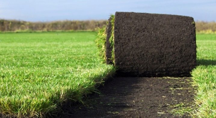В чем преимущества рулонного газона и как правильно его уложить?