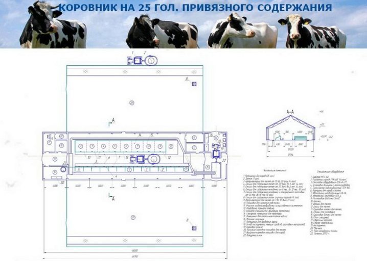 площадь бокса для коров