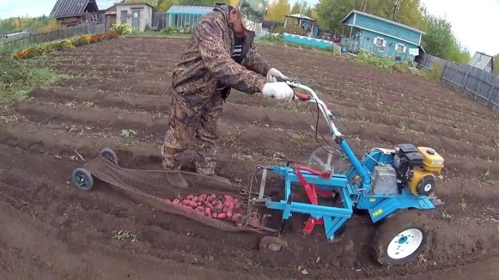 Как копать картофель мотоблоком
