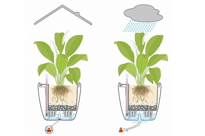 Автополив для комнатных растений: что такое и как пользоваться?