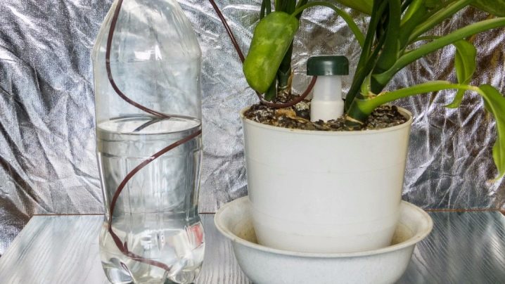 Автополив для комнатных растений: что такое и как пользоваться?